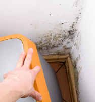 Black mold grows in the corner of a bedroom on two walls next to a mattress